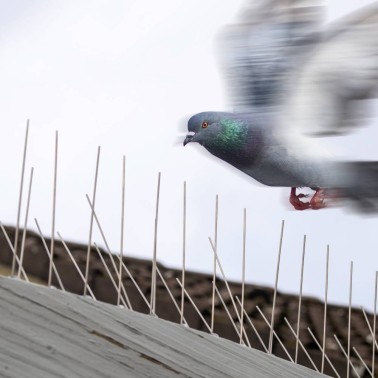 Pinchos para Palomas - Flexibles - Se adaptan a todas las superficies.