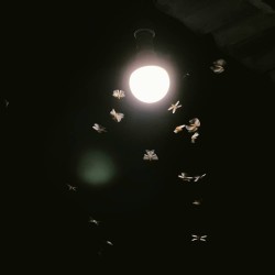 Insectos Voladores